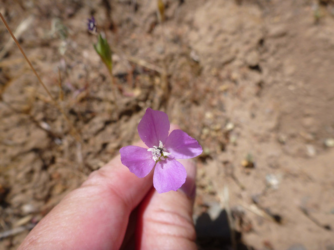 Clarkia efter blomning