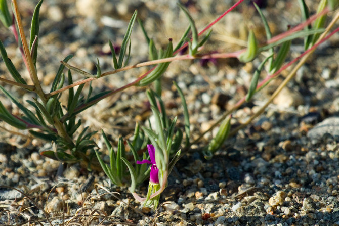 Plantering av clarkyria i öppen mark