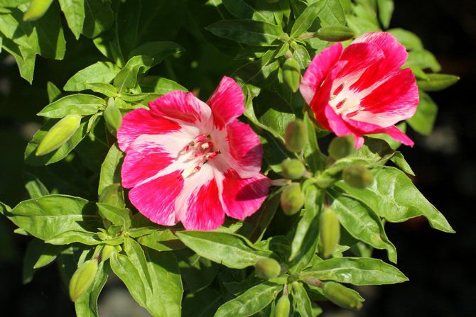 Utomhus Clarkia Plant Care