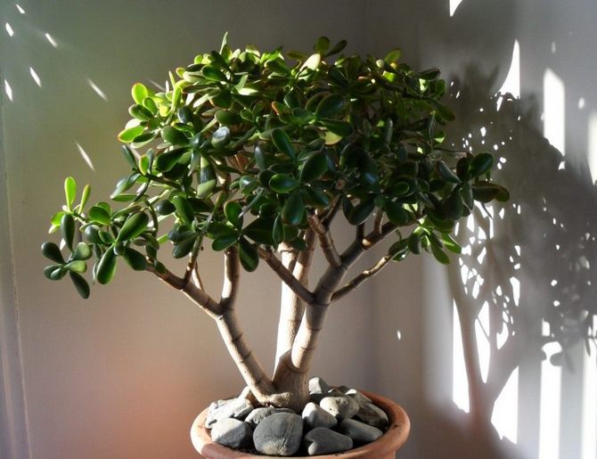 Pokok wang atau crassula