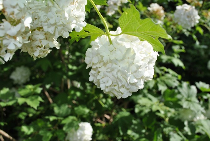 Kalina Buldenezh - plantering och odling. Reproduktion och vård av dekorativ viburnum Buldenezh