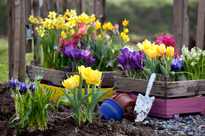 Plantera lökformiga blommor på hösten