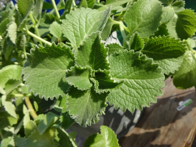 Plectrantus tumbuh dengan cepat dan menghabiskan seluruh tenaganya untuk membina bahagian daun.