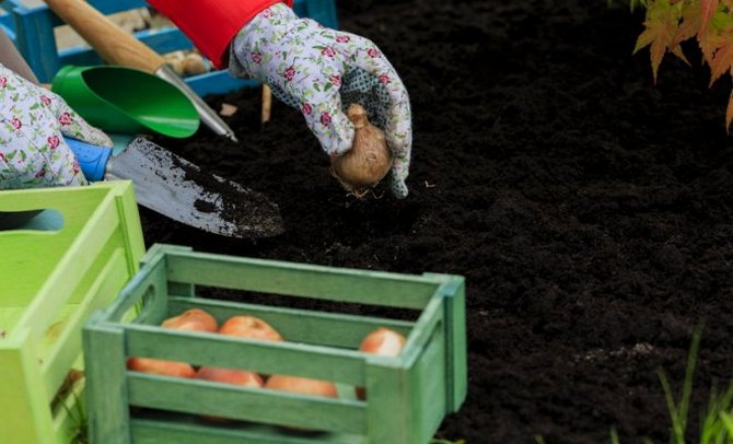 Under vilka förhållanden ska du lagra och när ska du börja plantera?