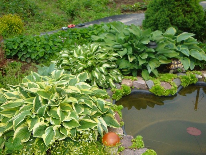 Padang rumput dan tanah dengan kelembapan berlebihan