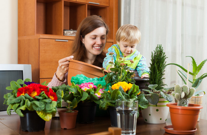 Säkra inomhusväxter och blommor