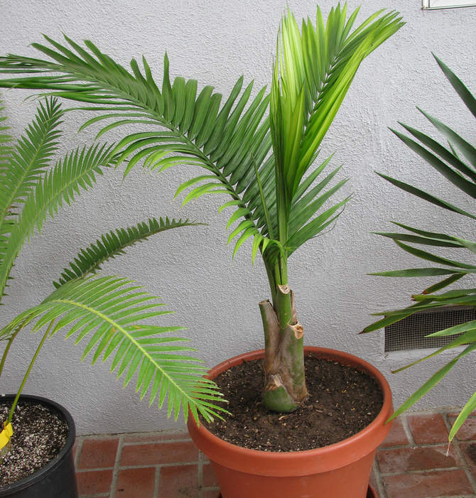 Merawat pokok palma ravenya di rumah