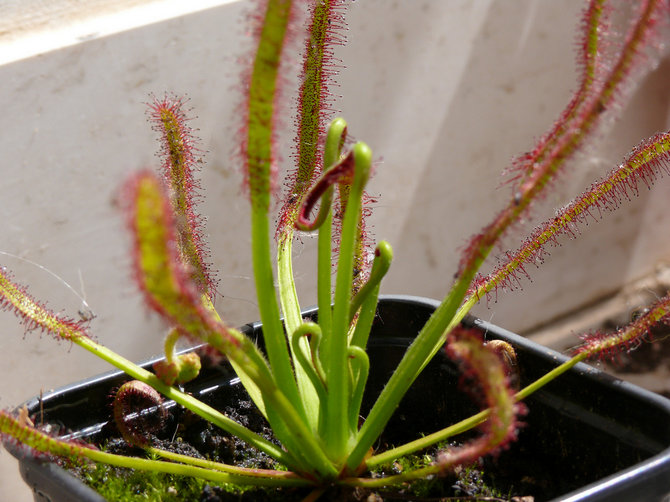 Oleh kerana sundew memakan serangga, hampir tidak pernah diganggu oleh perosak.