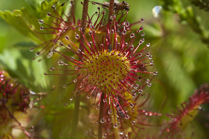 Penampilan sundew sama sekali tidak menyerupai perangkap serangga.