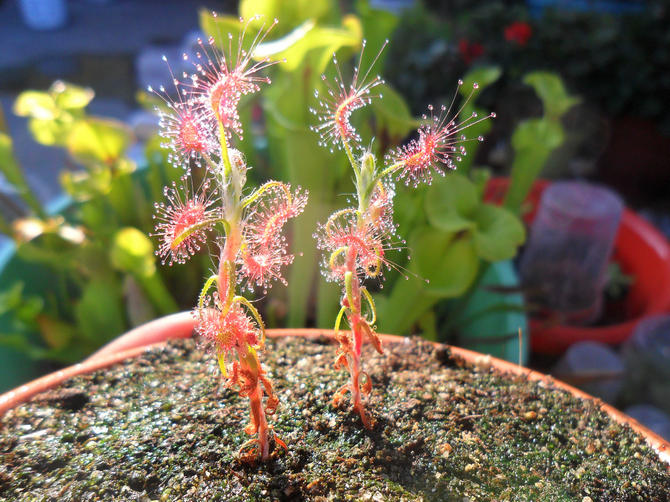 Oleh kerana sundew di alam liar tumbuh di tanah yang miskin, di mana hampir tidak ada nutrien, bahagian akarnya sangat kurang berkembang.