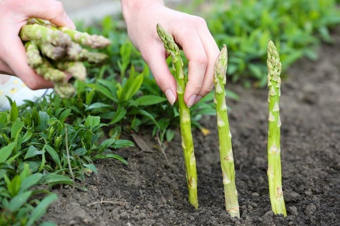 Penerangan mengenai asparagus