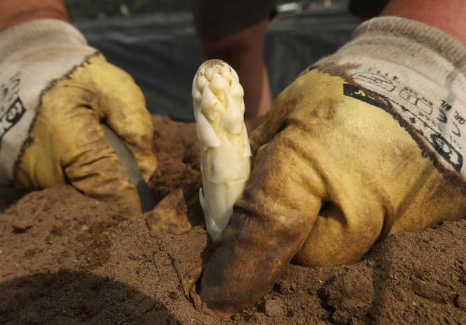 Villkor för plantering och odling av sparris