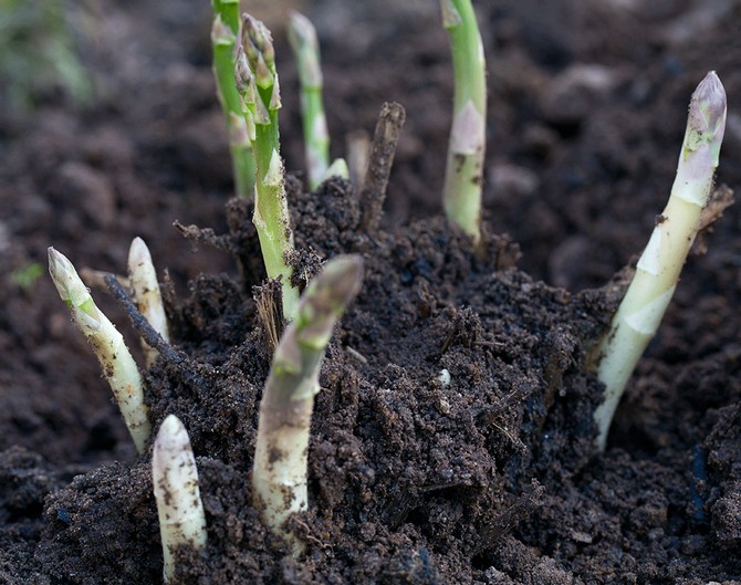 Peraturan penjagaan Asparagus