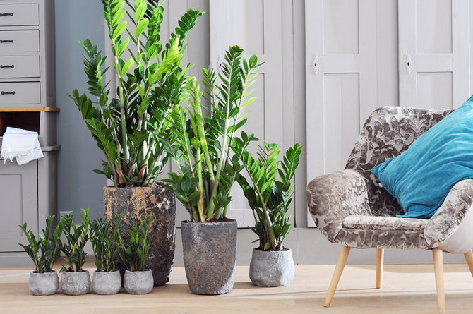 Zamioculcas behöver måttlig belysning och vattning ibland