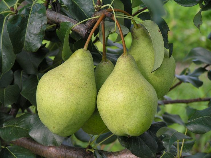 Pear Kondratyevka