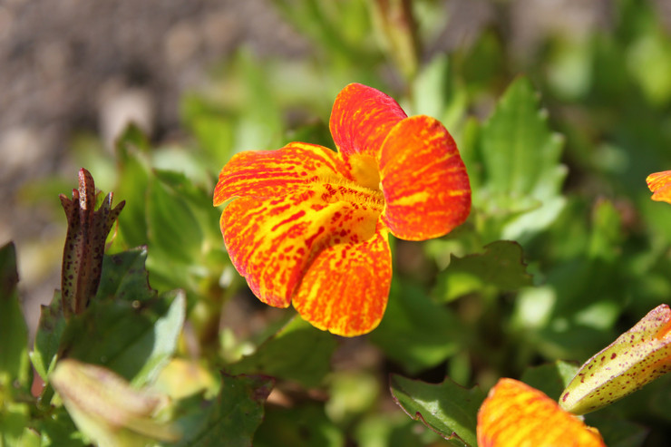 Mimulus eller läppstift - plantering och vård i det öppna fältet. Växande mimulus från frön i trädgården och hemma. Beskrivning, typer. Ett foto