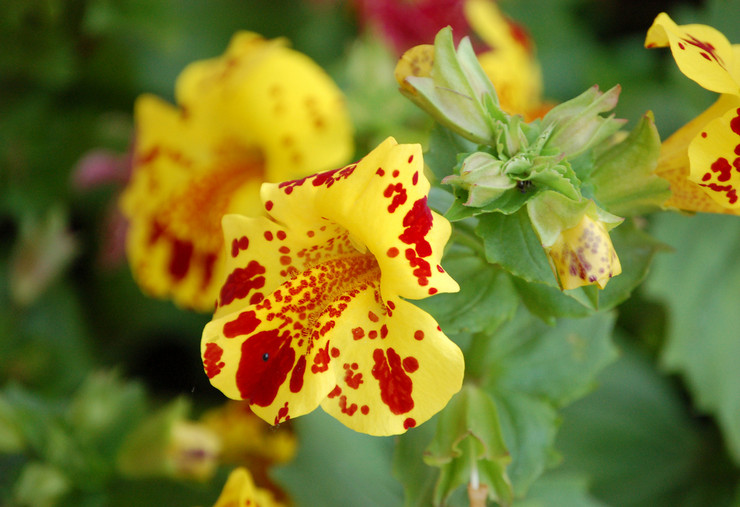 Populära typer av mimulus