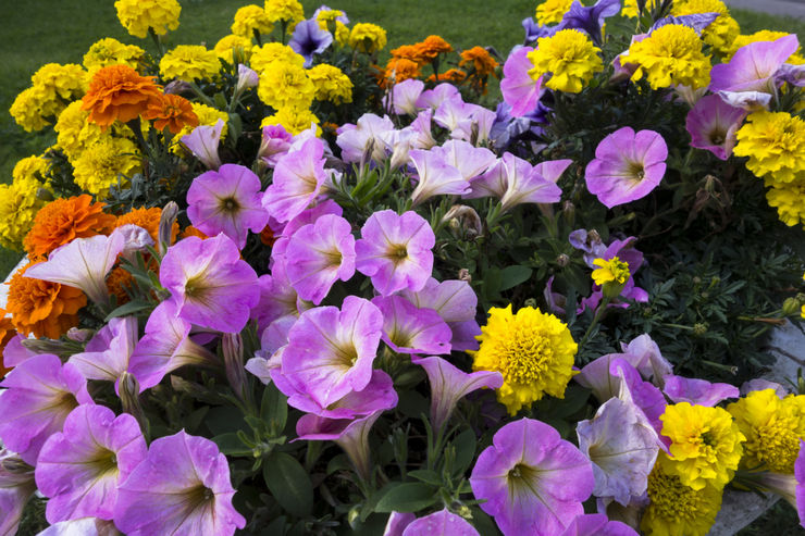 Fleråriga trädgårdsblommor som blommar hela sommaren. Beskrivning, typer. Ett foto