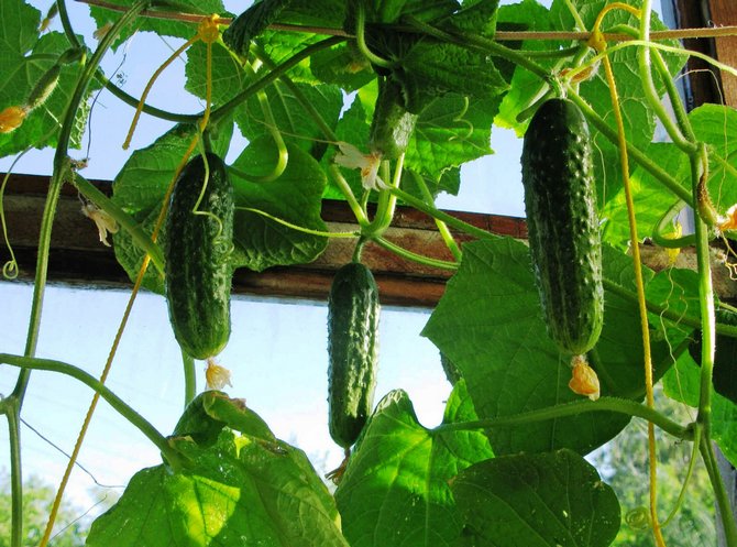 Hur man odlar gurkor på balkongen: plantera frön, skörda, odla gurkor på vintern