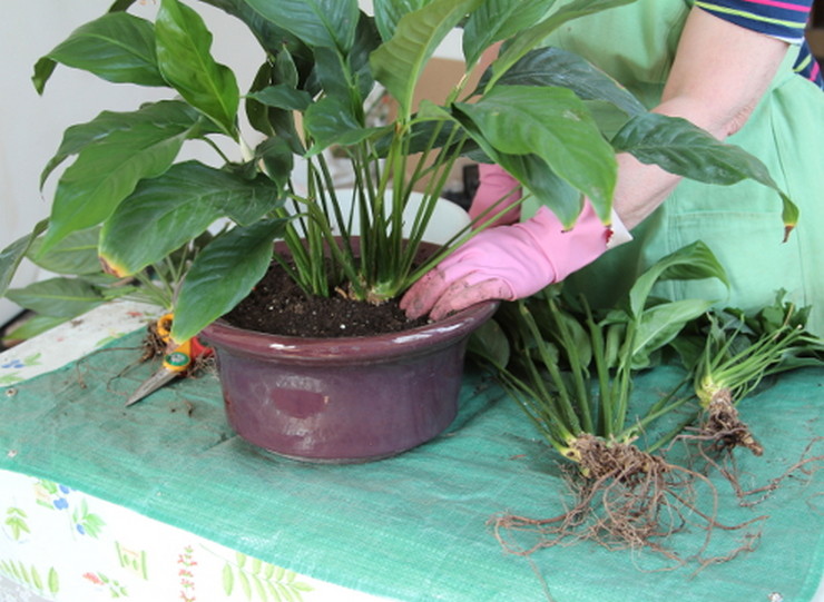 Hur man korrekt transplanterar spathiphyllum. Spathiphyllum-transplantation efter köp hemma