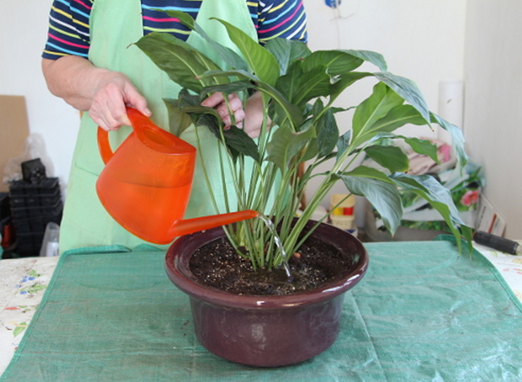 Spathiphyllum vård omedelbart efter transplantation