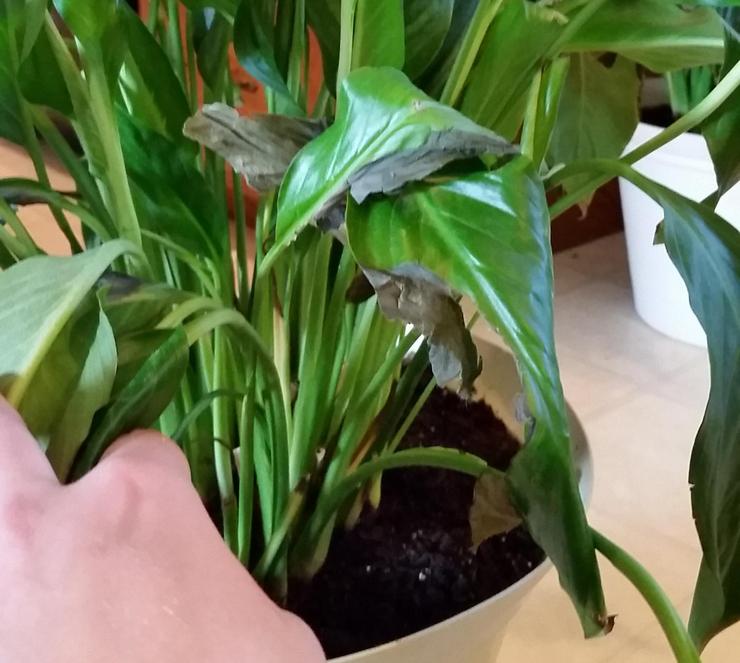 Vatten för bevattning av spathiphyllum bör endast användas vid rumstemperatur och måste sedimenteras.