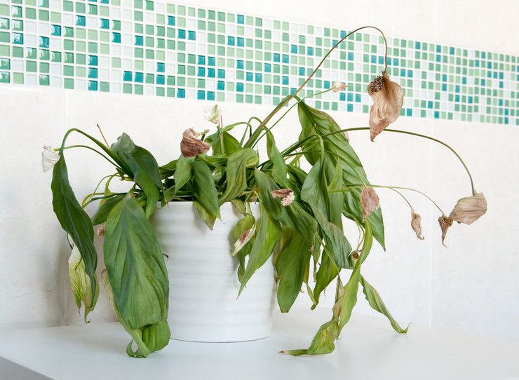 Orsaker till gulning av spathiphyllum löv