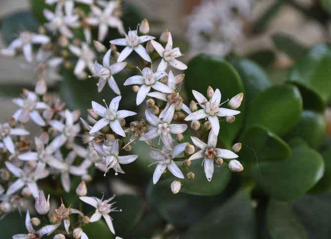 Pengarträd - blommande: när börjar det och hur mycket vård som behövs. Varför blommar inte den feta kvinnan?