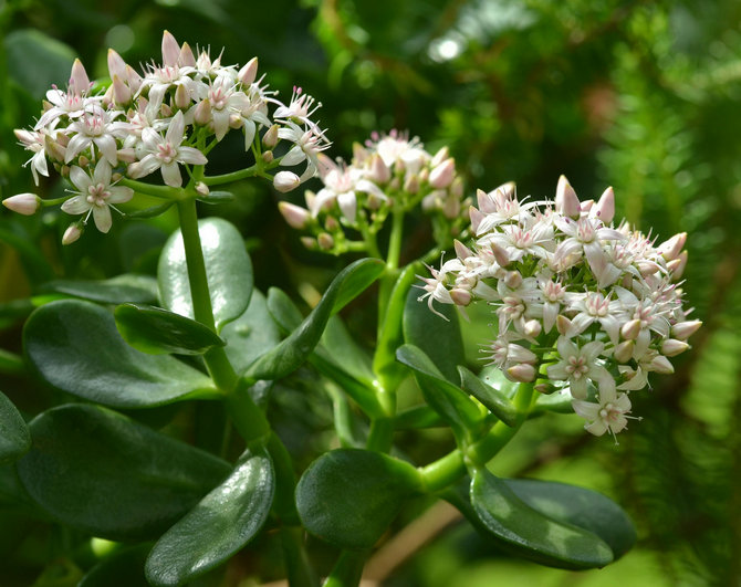 Hur får jag pengarträdet att blomstra?