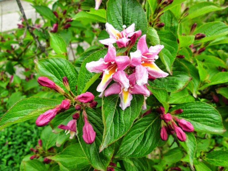 Weigela florida