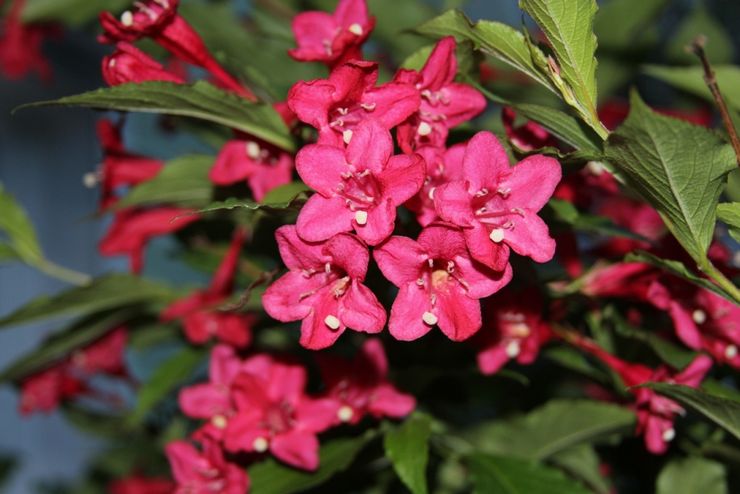 Weigela hybrid