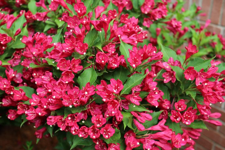 Memangkas weigela