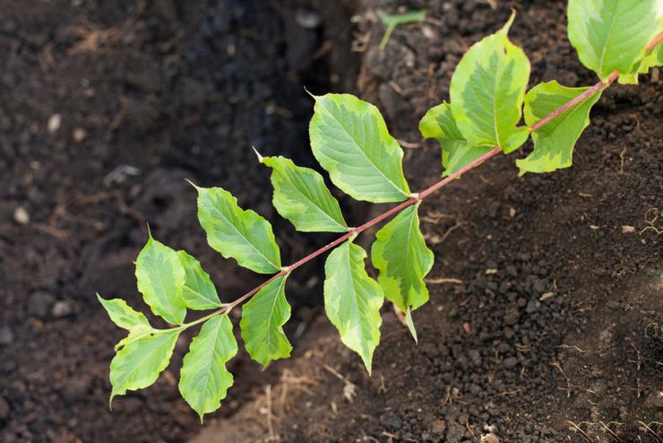 Funktioner för att plantera vikter