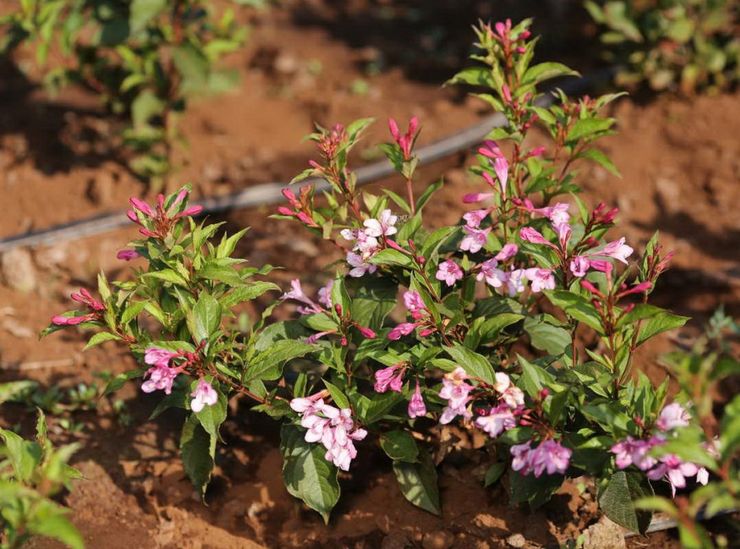 Plantering av vigger i öppen mark