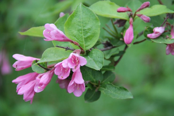 Weigela tidigt