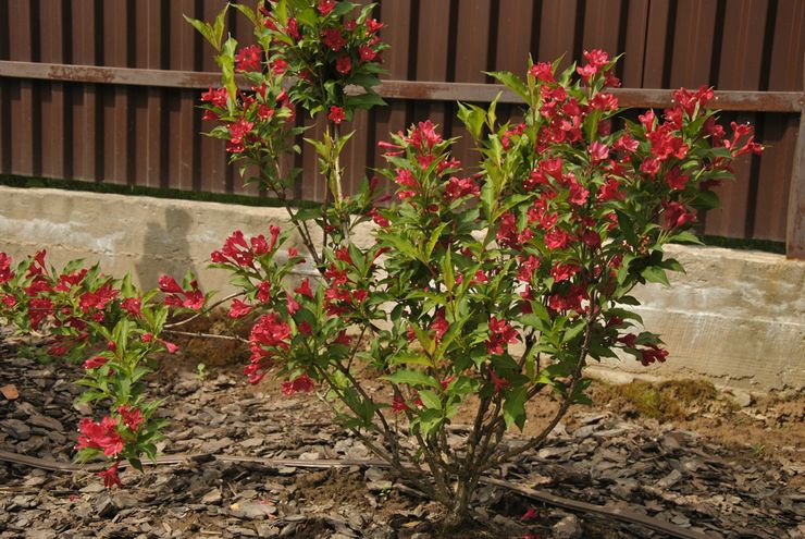 Penjagaan Weigela di kebun