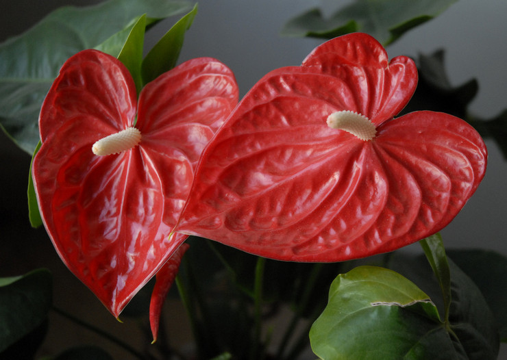 Anthurium anses vara en blomma som först och främst ger män lycka.