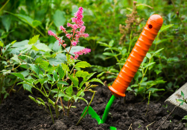 Astilba plantering regler i det öppna fältet