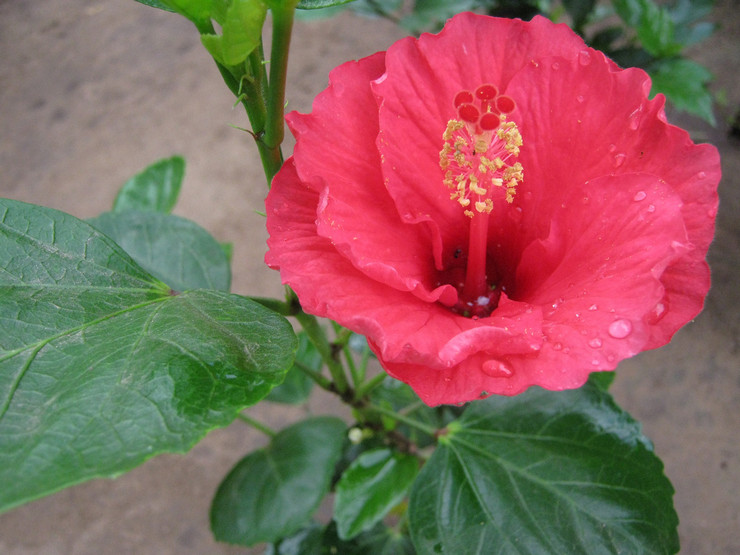 Hibiskus eller "kinesisk ros" är en växt som ger passion för ensamstående och par.