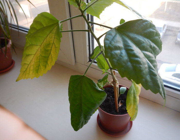 Varför blir hibiskusblad gula och faller