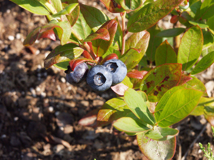 Pembalut yang dipilih tepat pada masanya dan tepat meningkatkan hasil buah dan meningkatkan rasa blueberry