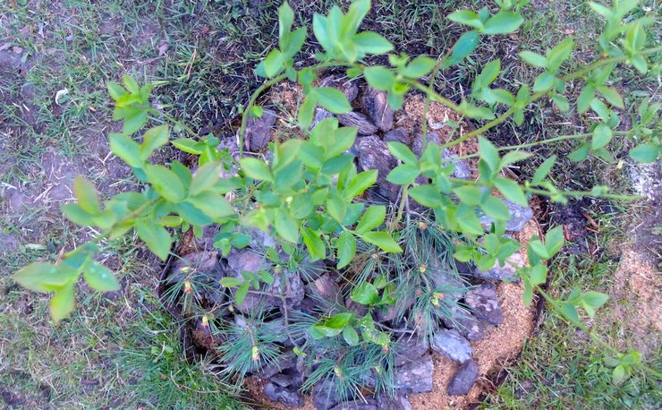 Peraturan penanaman untuk blueberry kebun