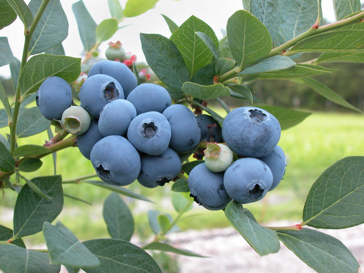 Bagaimana penanaman, pembiakan dan perawatan blueberry kebun dilakukan. Penerangan, jenis. Gambar