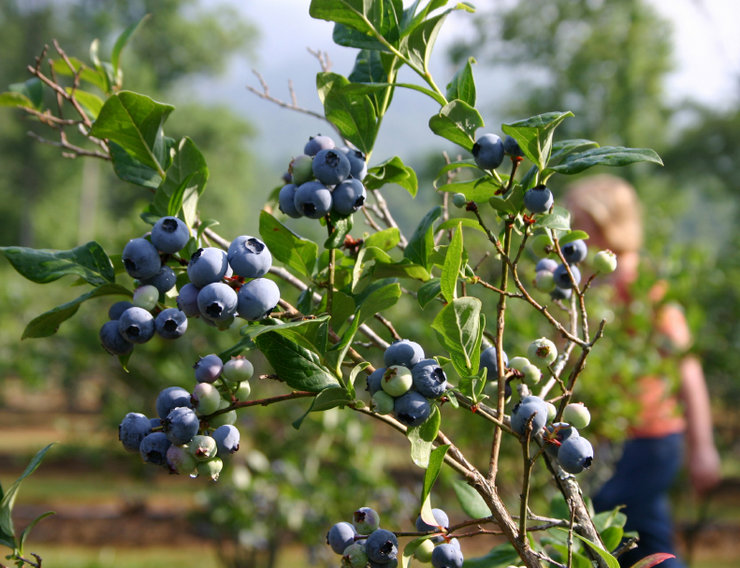 Blueberry taman - jenis dan ciri penanamannya