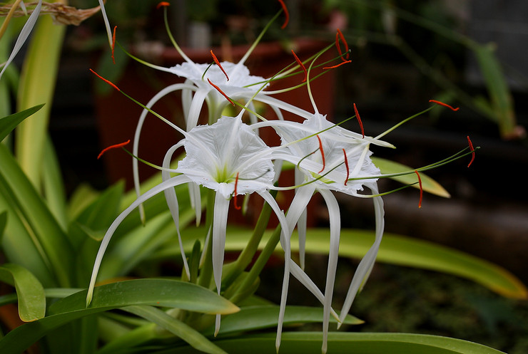 Hymenokallis - penjagaan di rumah. Hymenokallis tumbuh di periuk dan ladang terbuka, pembiakan. Penerangan. Gambar