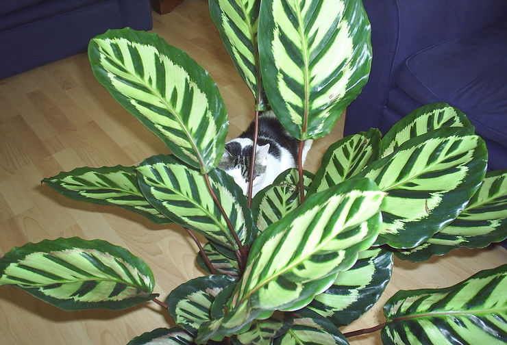 Den opretentiösa och tålmodiga calathea betraktas som en familjeblomma som stärker äktenskapsföreningen och gör den stark och glad i många år.