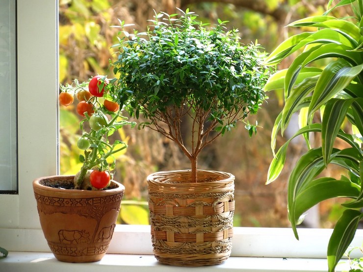 Doftande myrtle är en blommande inomhus buskväxt som rekommenderas för bröllop till nygifta.