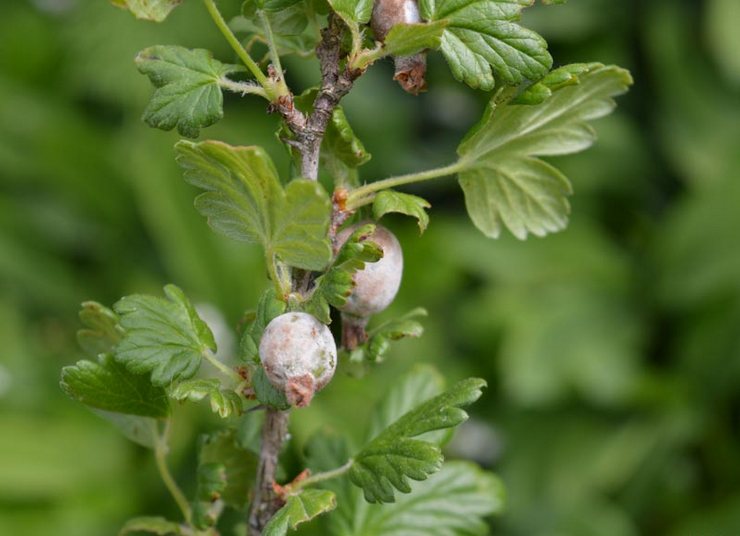 Cara menghilangkan cendawan serbuk gooseberry