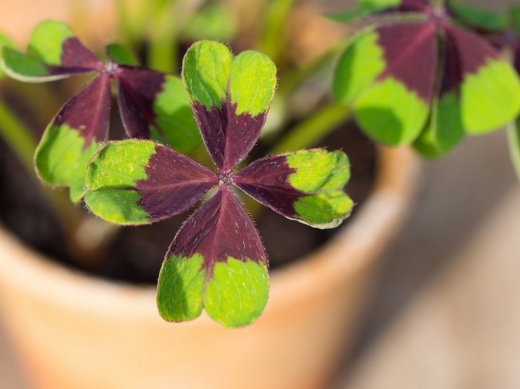 Oxalis atau oxalis indoor adalah tanaman dalaman herba yang membawa tuah dan keberuntungan dalam semua perkara.