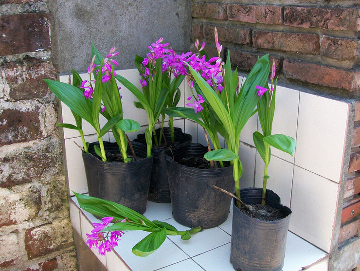 Gondok Bletilla